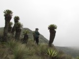 muchos frailejones