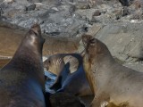 Seal Chorus
