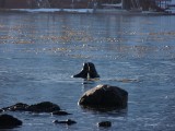 Fur seals at play­