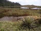 Laguna