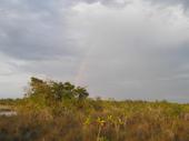 Arco iris entre el mangle rojo enano y los mogotes de herbáceas de la sabana