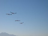 Flamencos en Laguna Chaxa