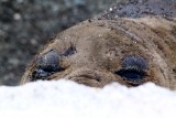 Elefante marino, hembra