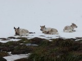 Reindeer row