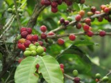 Ojala que llueva café en el campo... 
