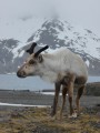 Fortuna Reindeer­­­­­