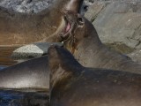 Singing Seal