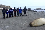 Hembra de elefante marino