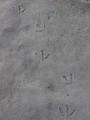 Birdprints­