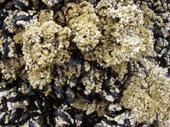 California Mussels