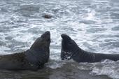 Elephant seal standoff