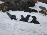Playing in the snow