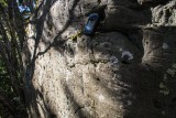 Bloque estriado en la cresta de la morrena terminal del glaciar Bernal.