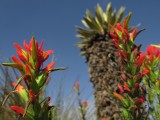 Mucho más que frailejones