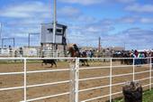 Pennington Cty 4-H Rodeo in Wall, SD 3