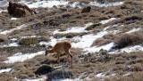 Comenzando la marcha...guanacos en el valle del Azufre.JPG