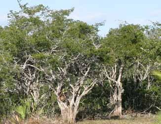 Palo de tinte (Haematoxylon campechianum). Llamado Ek en maya.