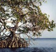 Mangle rojo (Rhizophora mangle). Llamado Xtapche' en maya.