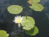 Nenúfar (Nymphaea ampla)
