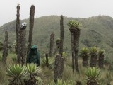frailejones sin cabeza