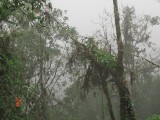 IBosque de niebla, Sonson