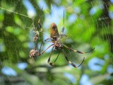 Aracnidos