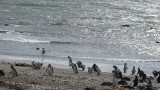 IMG_4482
