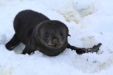 Cachorro de Lobo Marino Fino de dos pelos