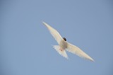 Bird­ over Barff Peninsula