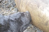 Hungry Pup­­­