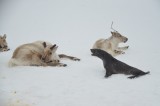 My money'­s all over the fur seal in this fight.