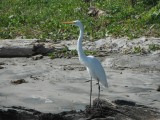 En tayrona