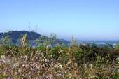 Mendocino Wildflowers