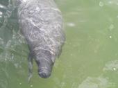 Manatí del Caribe (Trichechus manatus manatus). Llamado Chiil bek en maya.