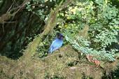 Corvid in Redwood NP