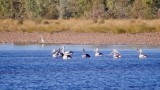 Pelicans