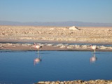 Flamencos en Laguna Chaxa