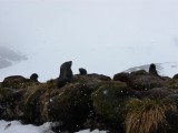 Tussock Commune