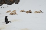 Checking out the intruders.­­­­­­­­
