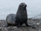 Waddling around