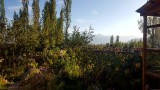 The kitchen garden at Warila Guesthouse, where I am staying in Leh