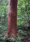 Tronco inconfundible del Chacá (Bursera simaruba)