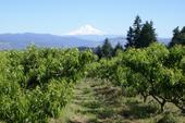 Orchard on the way down from Mt. Hood