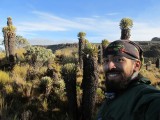 Frailejones