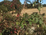 IMG-20160314-WA0026[1]
