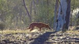 Red dingo