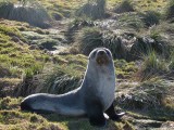 My tussock grass­­­ home­