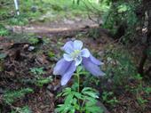 A columbine along the trail