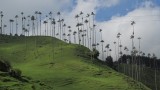 Palmas de Cera en el Valle de Cocora