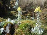 DSCF0407